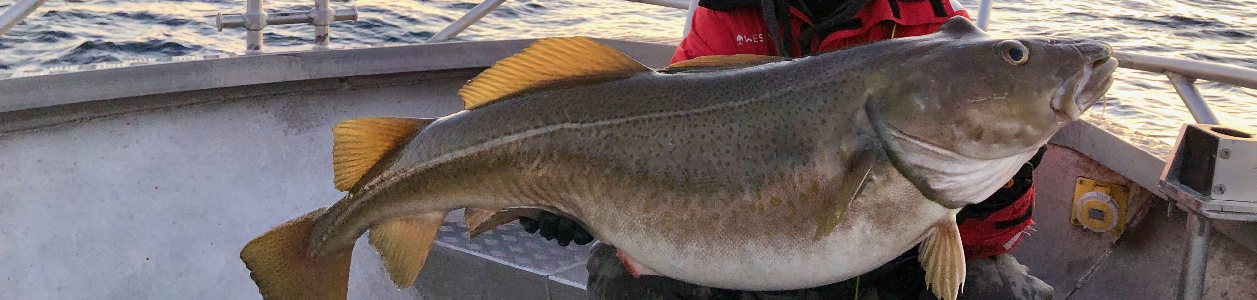 Suomen suurin kala turska 29,55 kg - Kalastajan Kanava
